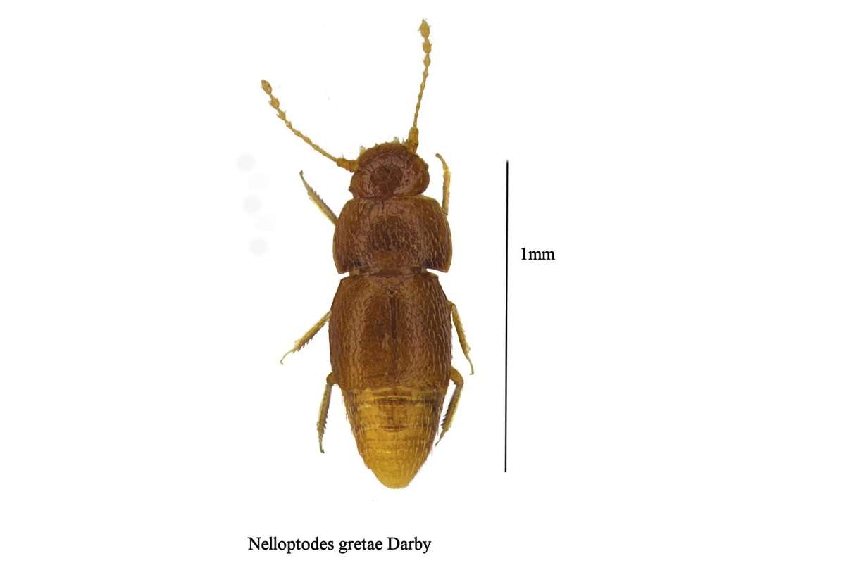 Una nueva especie de escarabajo Nelloptodes gretae, fue nombrado en honor a la ambientalista sueca Greta Thunberg. AP