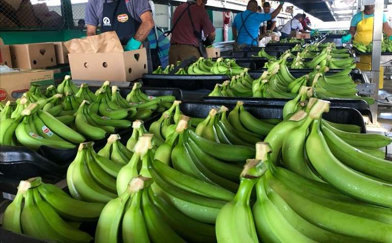 Existen aproximadamente unas 8000 hectáreas de banano sembradas en el país.