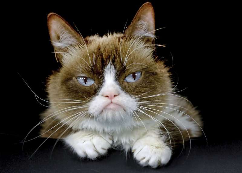 En la imagen &quot;Grumpy Cat&quot; .  Foto: AP