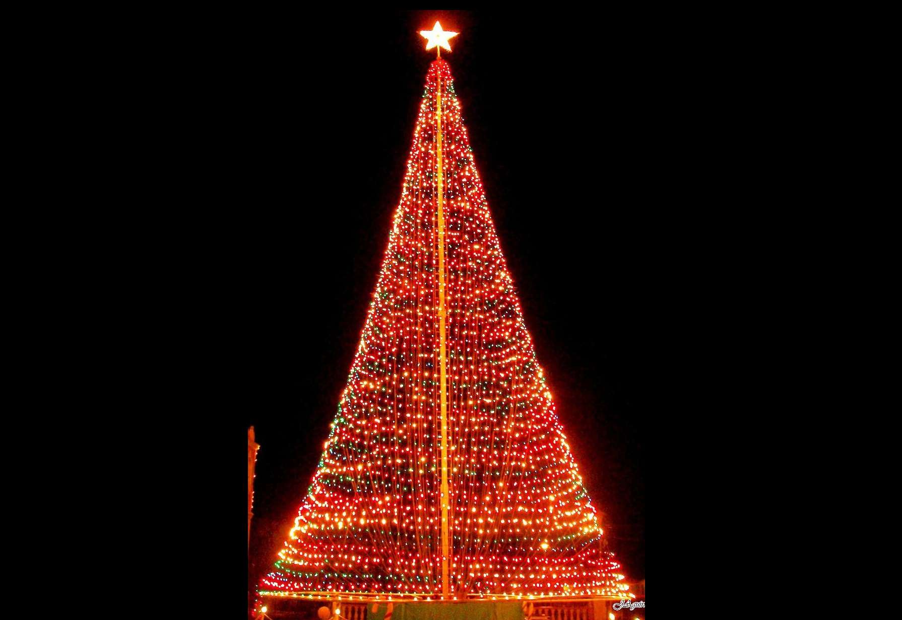 Con sus 100 pies de alto, este imponente árbol de Navidad se convierte en el más  grande de Centroamérica.