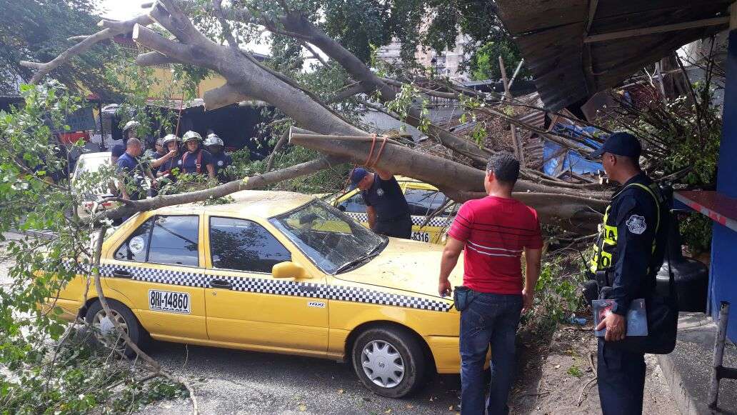 Al lugar se presentaron unidades del Cuerpo de Bomberos de Panamá para podar las ramas y el tronco del árbol caído. Foto: Jesús Simmons