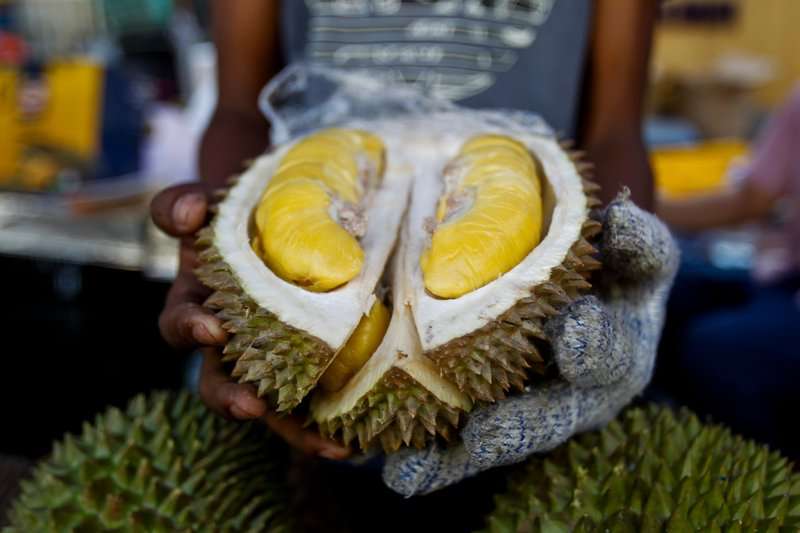 Un vendedor muestra el durian de Musang King durante el Festival Internacional de Turismo Cultural de Durian en Bentong, Malasia.  AP