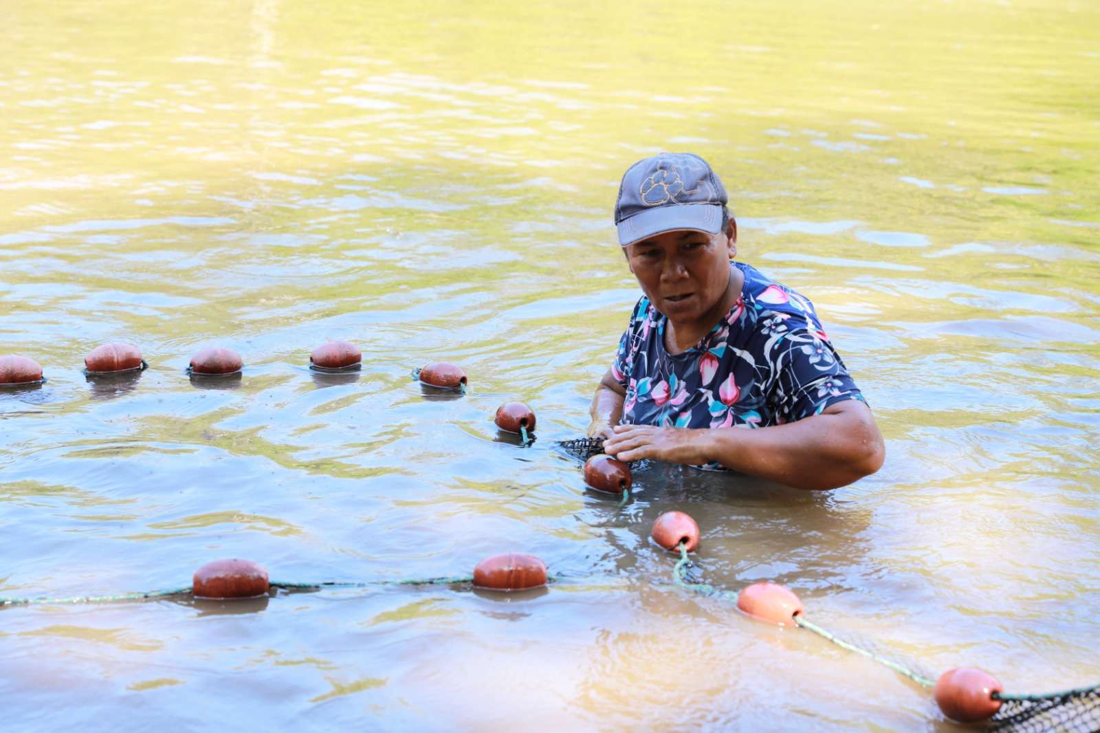 Las mujeres cultivan tilapias en terrenos familiares utilizando la metodología de Escuela Campo y reciben asesoramiento técnico de diversas instituciones aliadas.