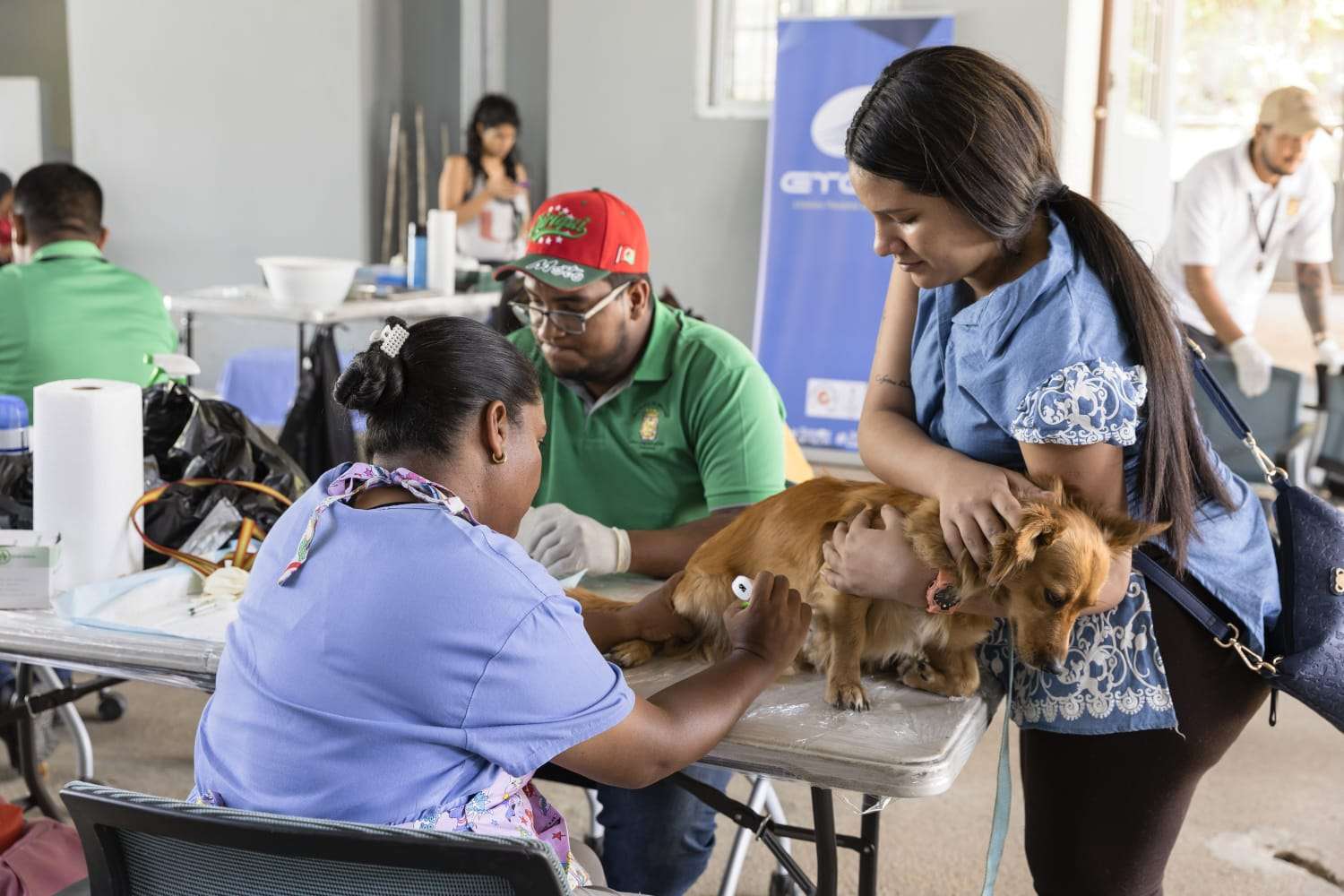 La empresa Etesa en conjunto con la Alcaldía de Panamá y la Fundación Manchitas realizaron la jornada de esterilización de 49 gatos y perros.