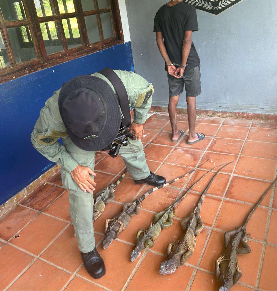 Las 5 iguanas fueron liberadas.
