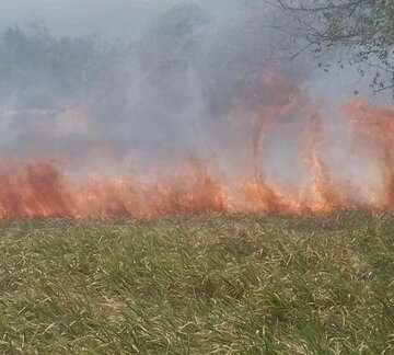 Incendio de masa vegetal, una de las mayores emergencias que atienden los bomberos durante temporada de verano.