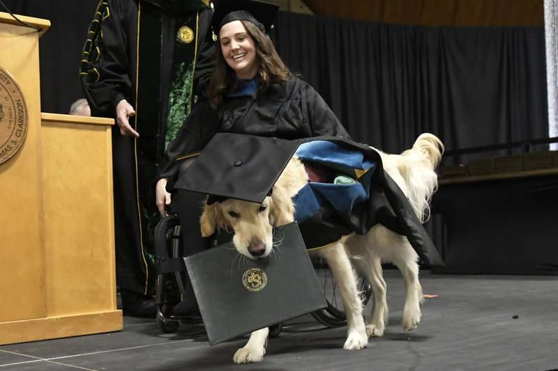 Griffin Hawley, un perro de servicio de raza golden retriever, recibe su diploma honorario durante una ceremonia de la Universidad de Clarkson en Potsdam, Nueva York. (AP Foto/Steve Jacobs).