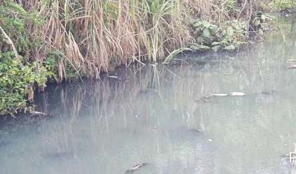 El pasado lunes moradores del área denunciaron la presencia de mortandad de peces en el río.