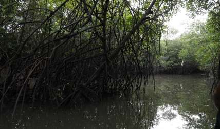 Los manglares son barreras de protección de las costas contra catástrofes naturales y dan importantes servicios: