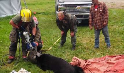 Personal de rescate usa Jaws of Life para liberar a un oso negro después de que su cabeza quedara atrapada dentro de una lata de leche de 10 galones cerca de Roseau, Minn. (Dawn Knutson vía AP