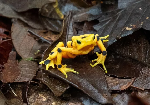 Panamá, en alerta de riesgos para la fauna silvestre