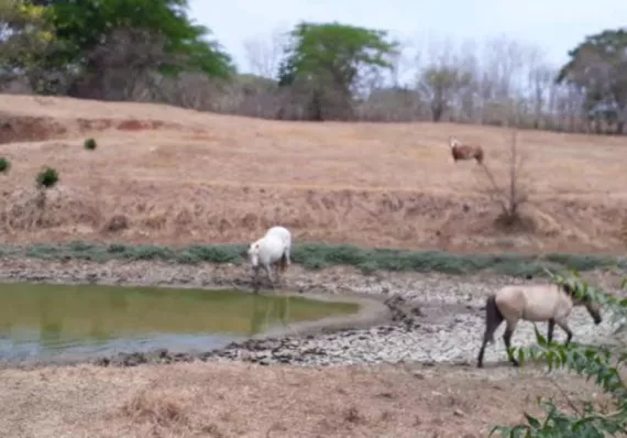 ¡SE SECAN LOS BEBEDEROS! GANADEROS DE AZUERO LANZAN ALERTA