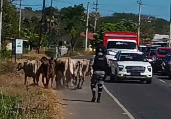 Seguridad vial en Los Santos en riesgo por animales sueltos en las carreteras