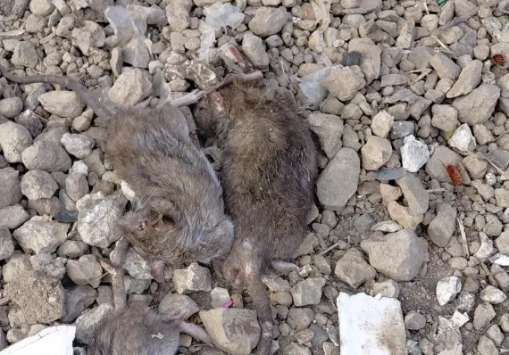 Matan ratas y atacan madrigueras en el Ditroit 