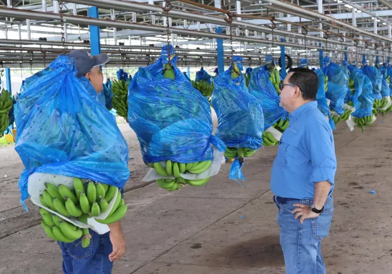 "La pasamos mal": trabajadores bananeros recuperan empleos tras crisis sindical