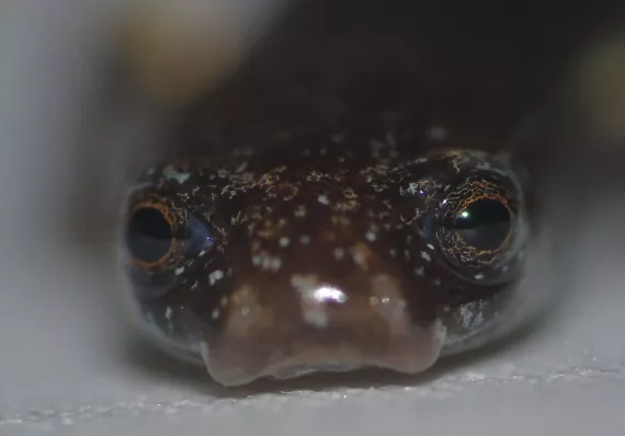 Aparece en Colón rara salamandra y sorprende a científicos en Panamá