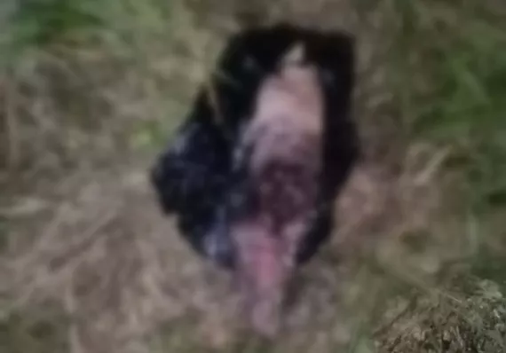 Matan a perra, la pican y abandonan sus restos en bolsas en un vivero