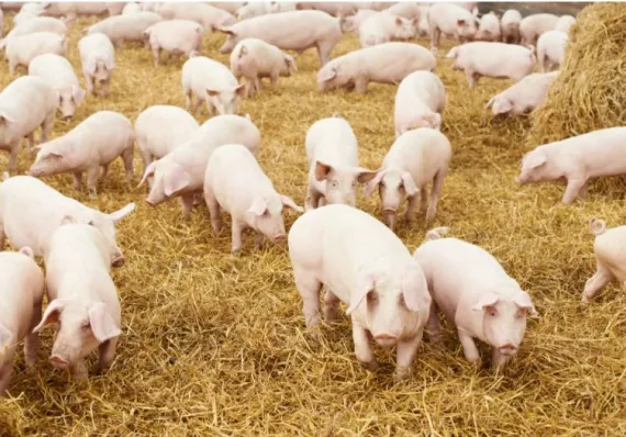 ¡36 mil cerdos esperando comprador! Productores exigen frenar importaciones 