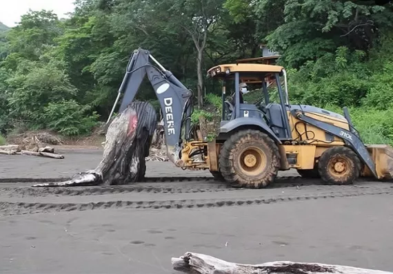 Cría de ballena jorobada es hallada en descomposición en Tonosí 