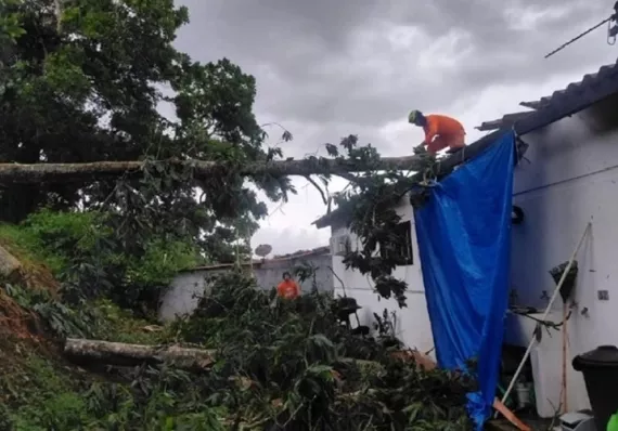 Tormenta y caída de árboles dejan estragos en las afueras Colón