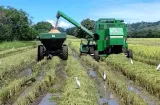 IMA alerta retrasos en cultivos por falta de lluvia