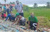 Estudiantes de escuela guna transforman botellas plásticas en cultivos de pepino