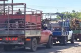 Vender hoy para no perderlo todo: la difícil decisión que enfrentan los ganaderos de Azuero