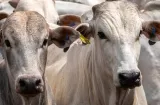 Ganaderos deben actuar ya para enfrentar los efectos de El Niño