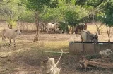El Niño pone a Panamá en emergencia