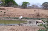 ¡SE SECAN LOS BEBEDEROS! GANADEROS DE AZUERO LANZAN ALERTA