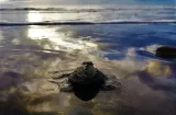 Dueños de perros que ataquen tortugas adultas podrían enfrentar sanciones