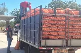IMA desmiente retiro de cupo a productores de cebolla de Azuero