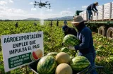 Producción de sandía y melón activa el empleo rural