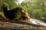 Variedad de hábitats dentro de bosques ayuda a la rana a combatir hongo mortal