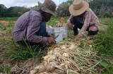 Cebolleros de Natá buscan salvar la cosecha ante lluvias y sobreproducción
