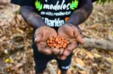 Comunidades en Darién impulsan producción sostenible