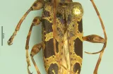 Panamá amplía biodiversidad con nuevo escarabajo de antenas largas