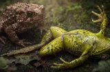Ranas hembras fingen estar muertas para no hacer el delicioso con machos feos