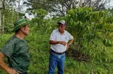 Gatún apuesta fuerte por el café robusta con apoyo técnico