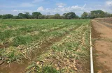 Se preparan para hacer frente a variabilidad climática de los próximos meses
