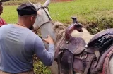 Murciélagos y enfermedades: el reto sanitario en los hatos de Colón