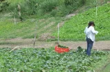 MIDA recomienda planificar siembras ante disminución de lluvias en Coclé