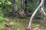 Ataque de abejas africanizadas en Chepo deja un muerto