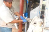  Refuerzan lucha contra brucelosis bovina en los distritos de Colón y Chagres