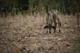 ONU: 'El Niño' aumenta la inseguridad alimentaria en América Latina 
