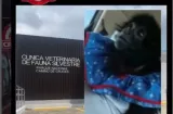 Tuberculosis mató a mona “Karol”; investigación destapa fallas en clínica