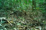 Ocelotes, monos y osos hormigueros de cámaras trampas inspiran a científicos