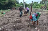 Gunas agarran fuerza en el campo y se organizan para crecer 