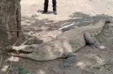 ¡No los molesten! Piden frenar ataques a cocodrilos y precaución en playas