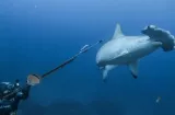 Panamá acuerda proteger tiburones y rayas en el Pacífico